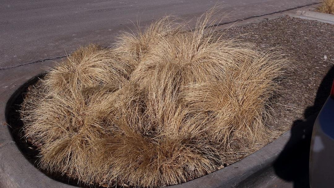 Found it. Where Donald grows his hair