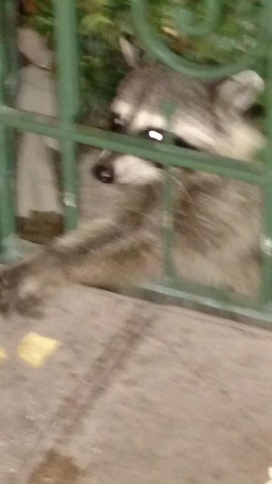 Saw something at Disneyland I'm thinking no one has seen here before. A live raccoon in a planter.