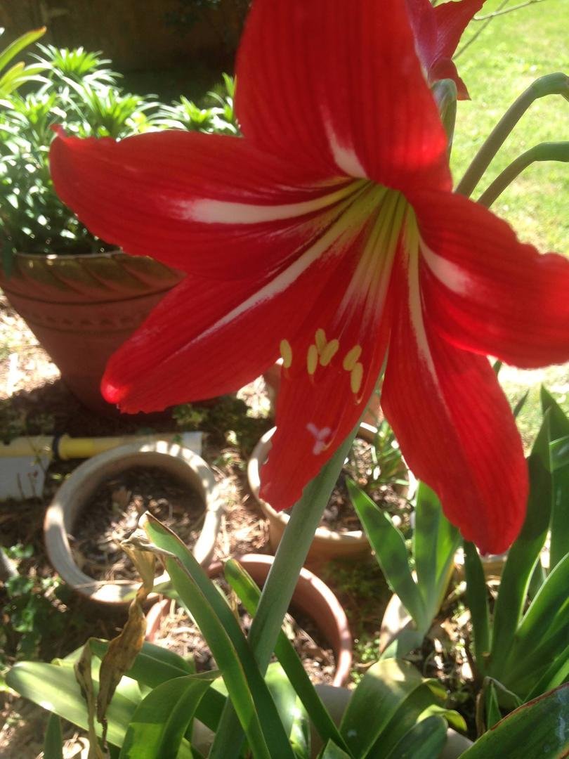 One of my many Amaryllis that are blooming.