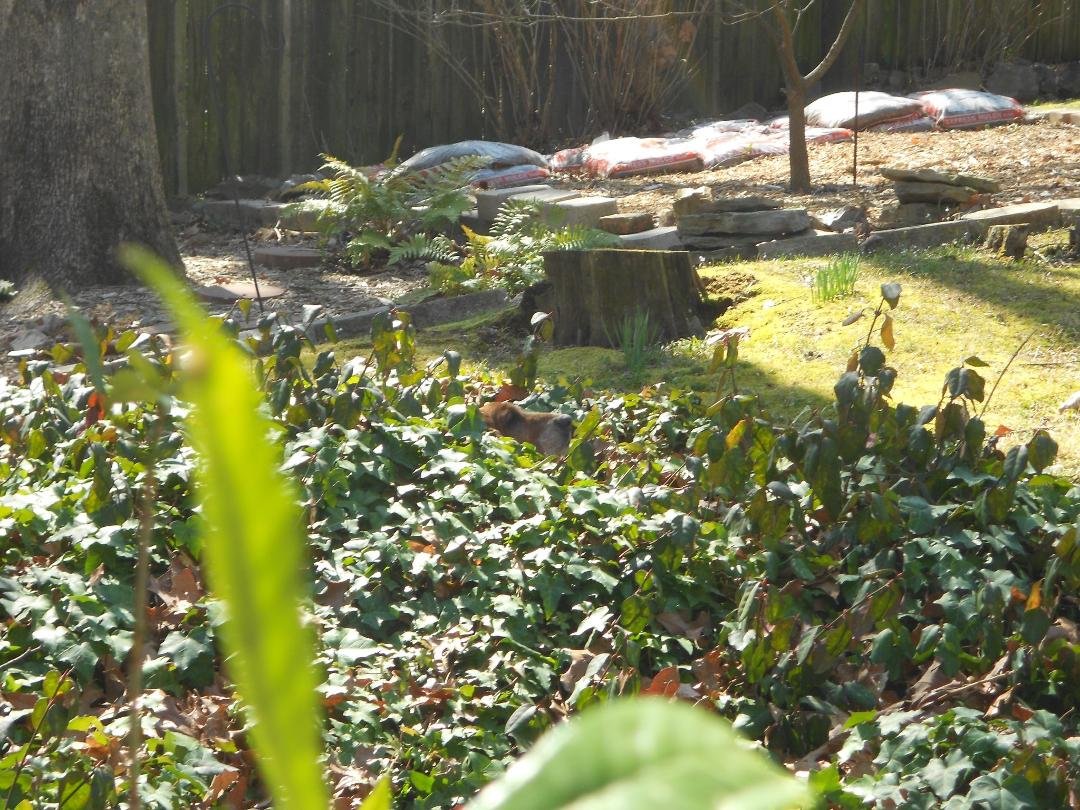 My dog has a new game - it's called "come find me". She still does not come when called.