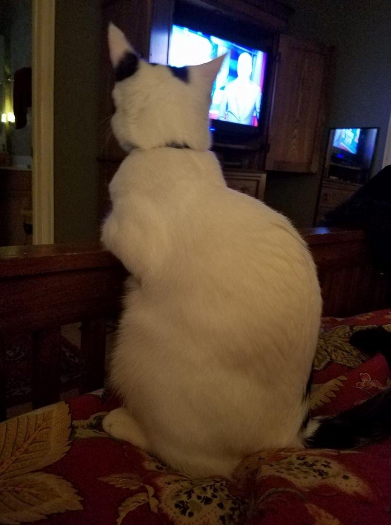 Beau, taking in some news.