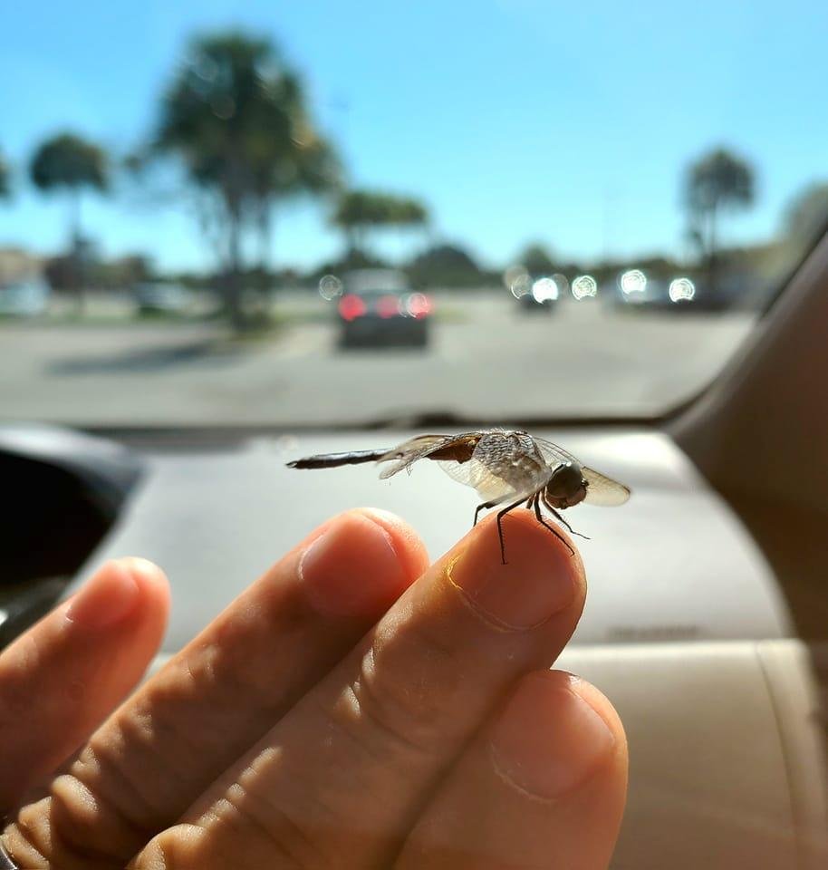 Be greatful for every day that you can open your eyes and take a breath, I am.
#thelittlethings&dragonflies.
( it was very young, had 2 damaged wings & needed to rest. I guess we both need some time to heal )