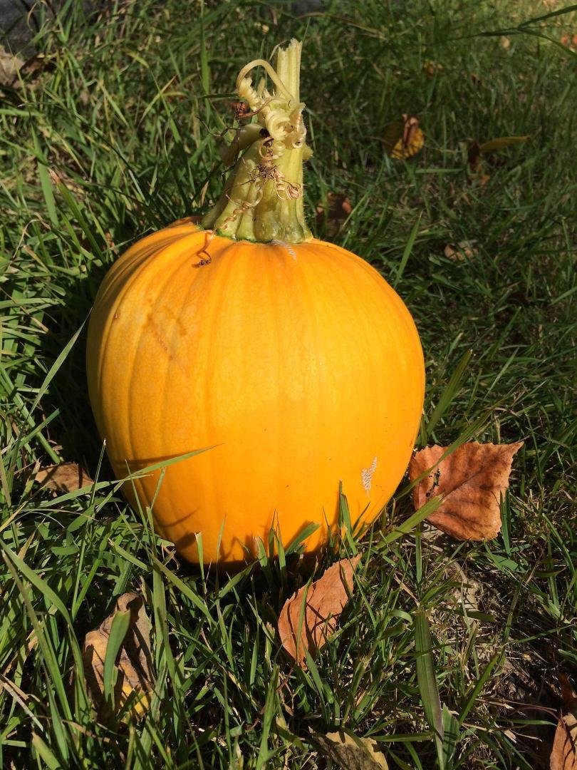 Finally picked the pumpkin that has been growing in the garden.