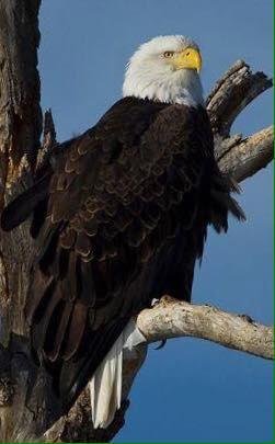 Our backyard visitor.