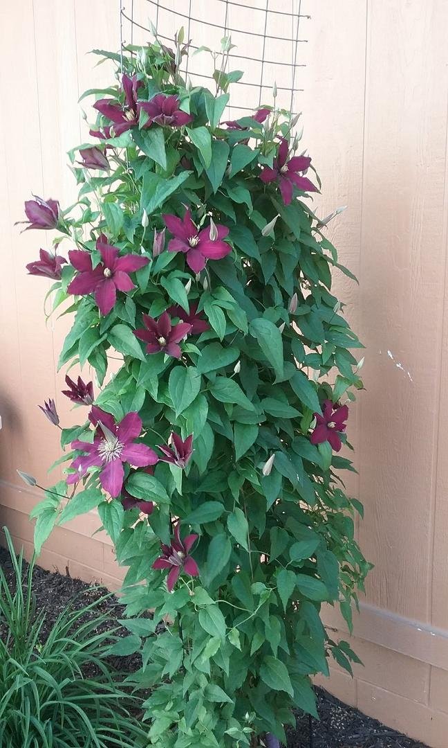 Many blooms thus year