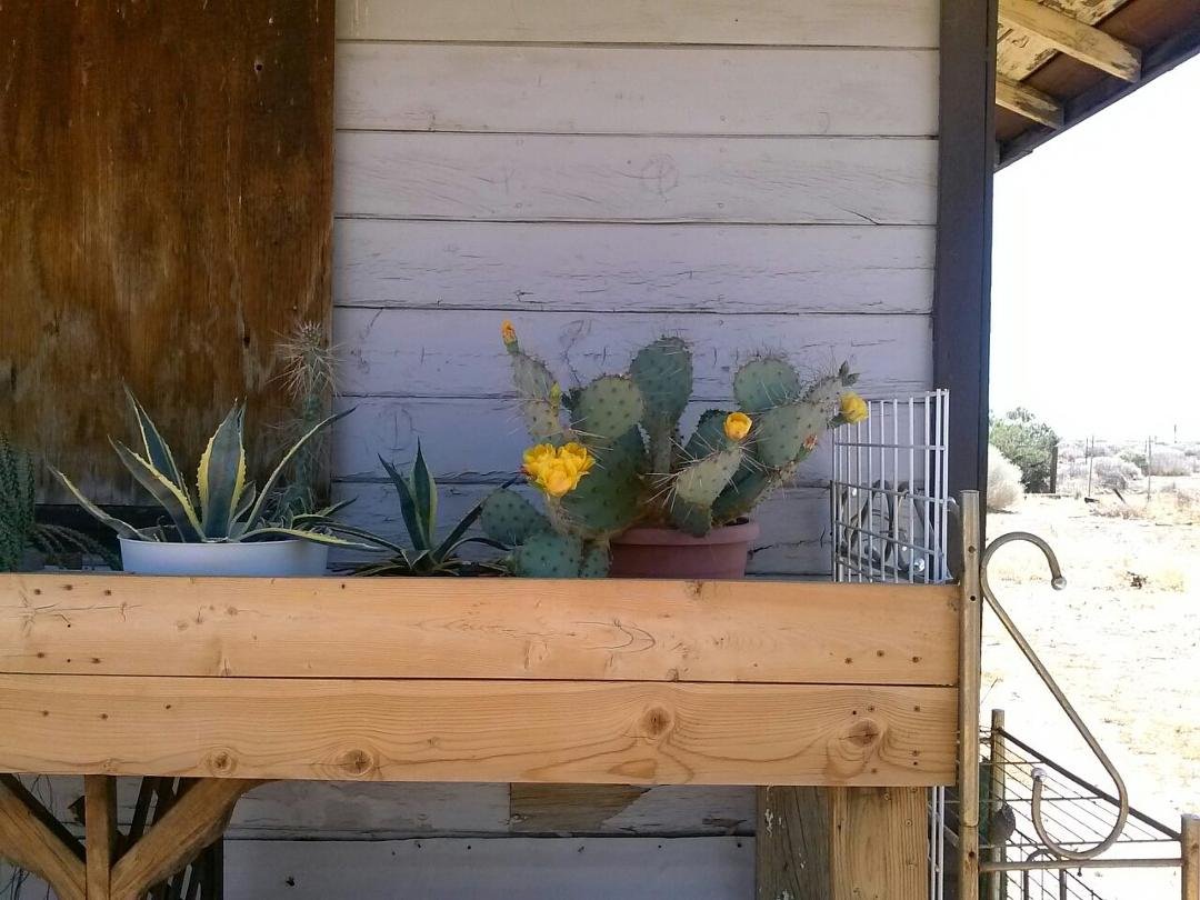 My cacti are blooming! !