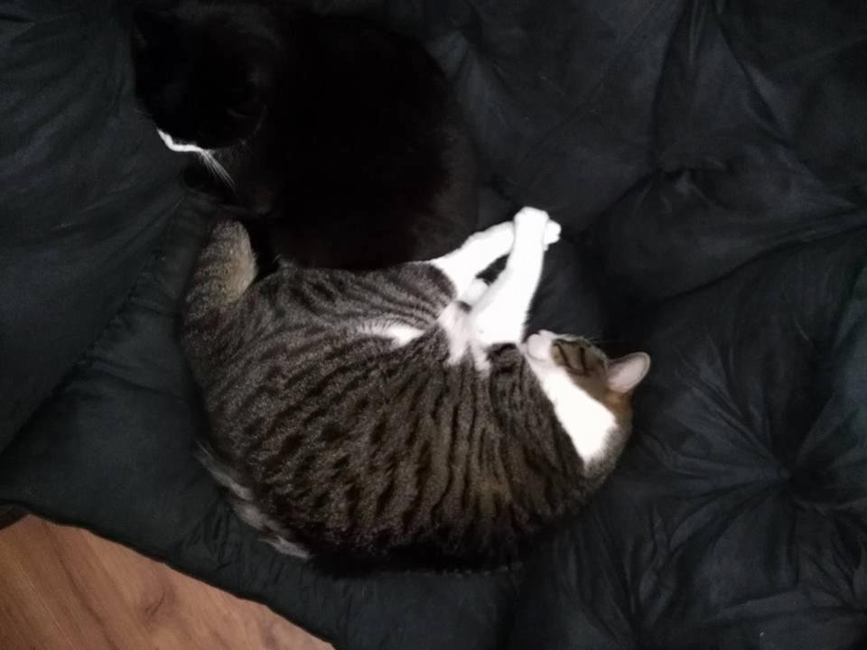 Darrin more cat's