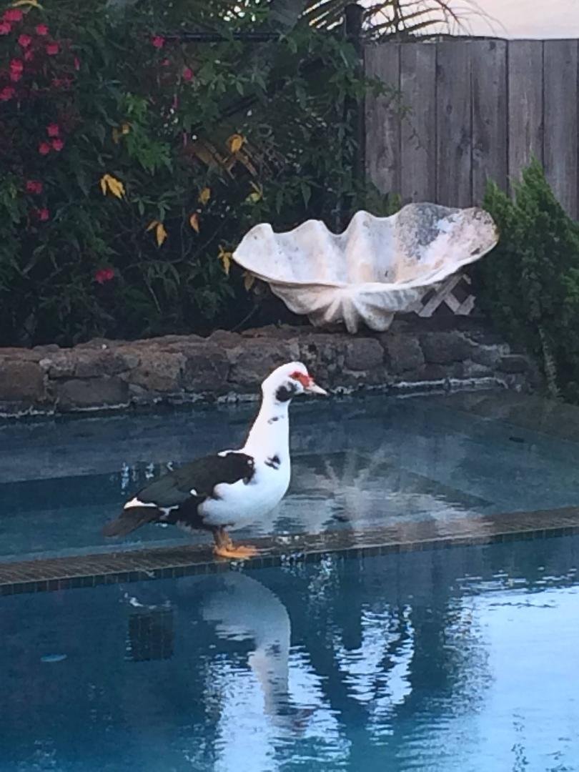 My backyard cruiser and his reflection. Odd duck...