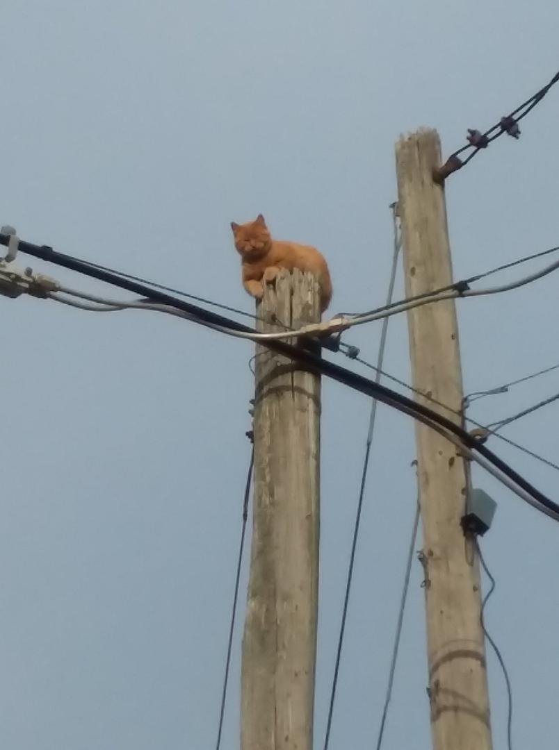 ORANGE CAT STUCK ON TOP OF A TELEPHONE POLE AT THE CORNER OF N CENTENNIAL ST AND MARY ST, IT'S BEEN UP THERE ALL NIGHT LONG, COLD AND CRYING. I HEARD THE CRIES BEFORE I WENT TO BED, AND YET THE CRIES CONTINUED THROUGHOUT TH