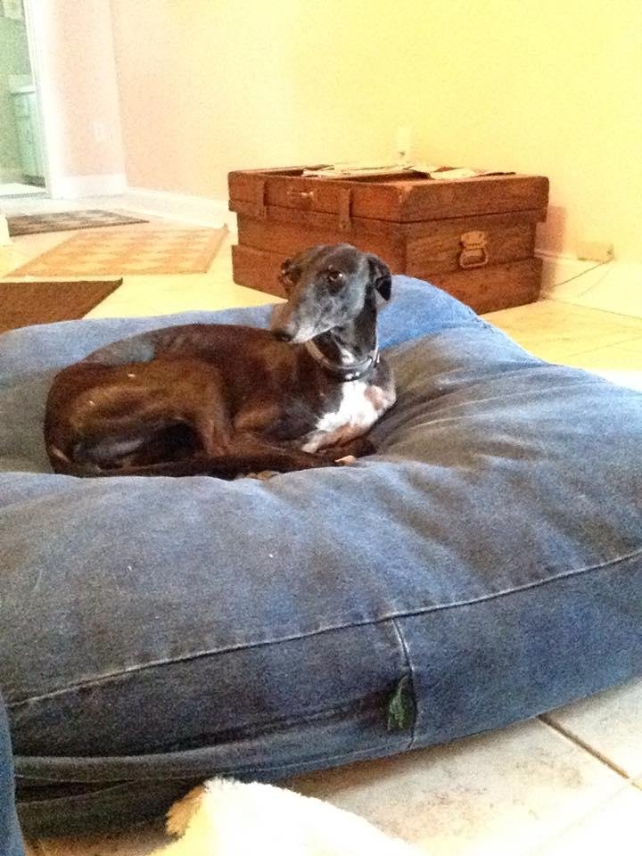 This is Mousie. My new galgo