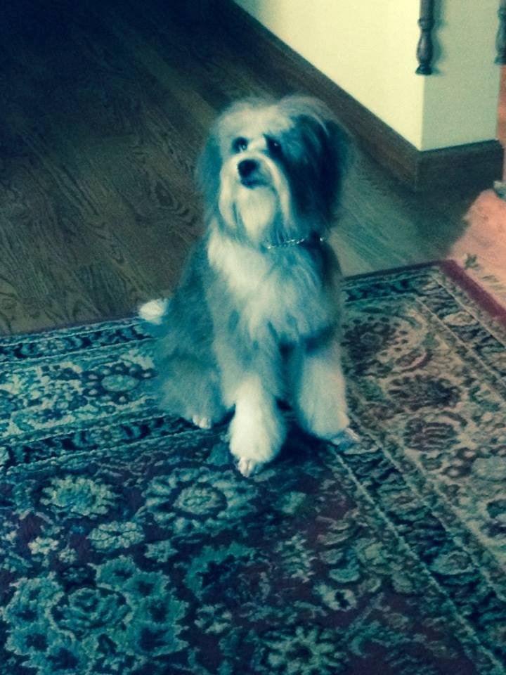 Maddie's new cut. 9 months old a Doodelsville pup
