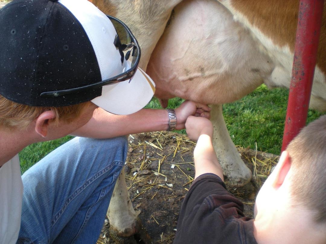Ryan learning to milk