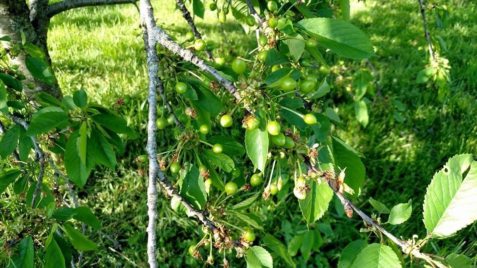 Cherries!!!