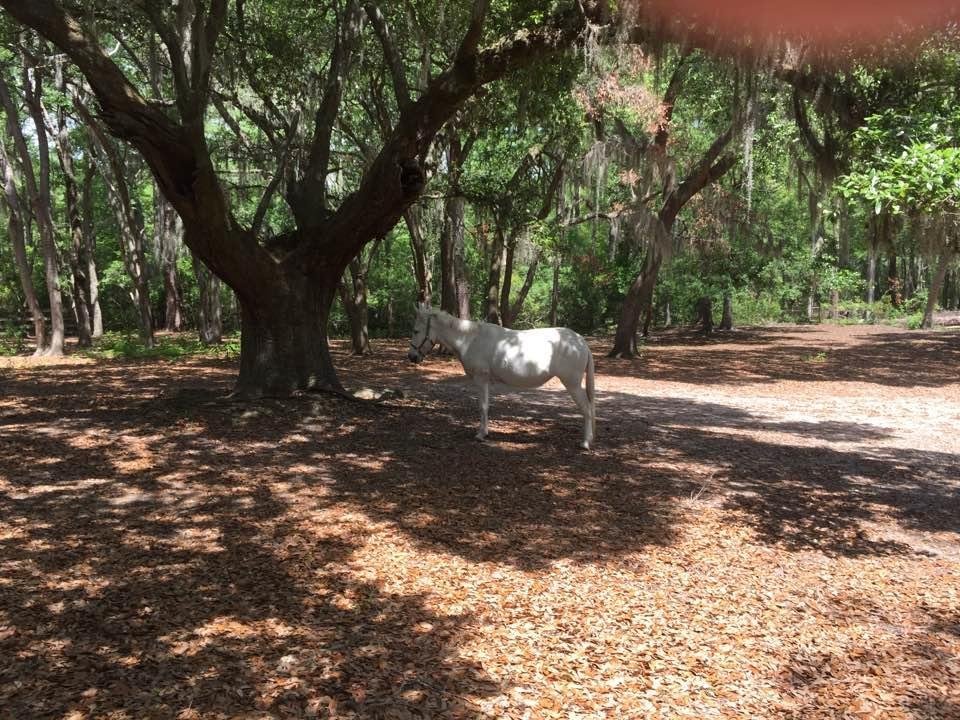 The Colby White Mule has retired to Brookgreen Gardens. Murrells Inlet SC.