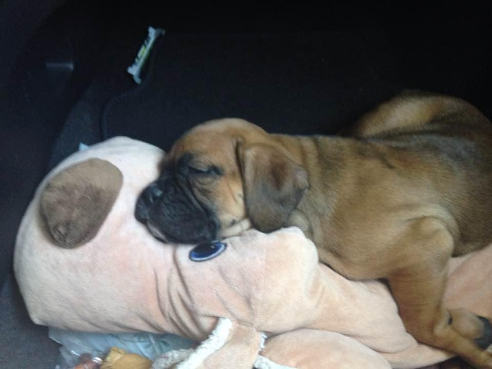 Meet Delilah.