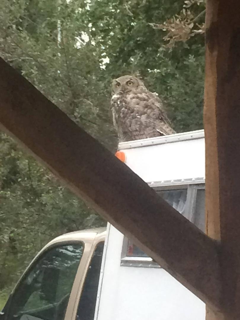 Here is better pic of my neighbor.