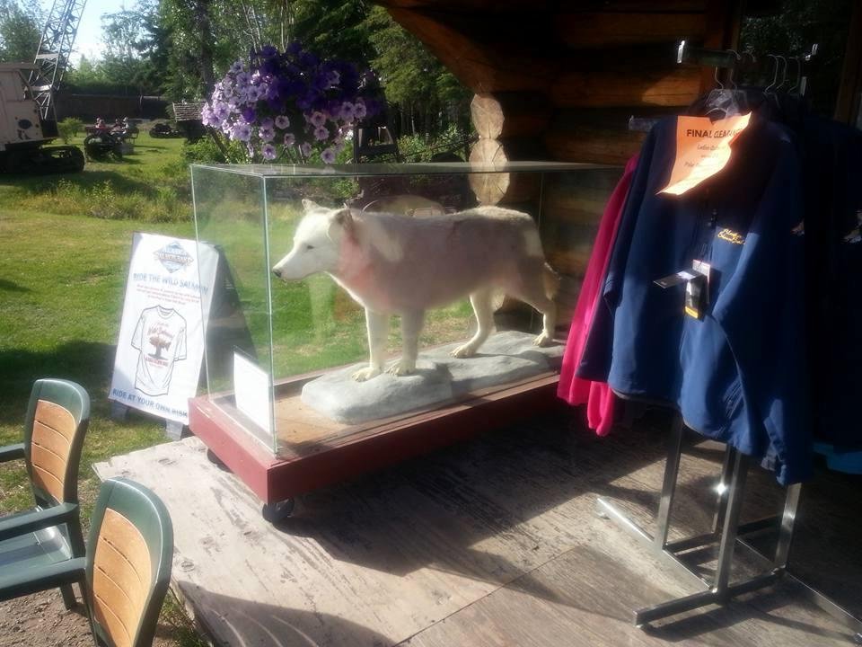 I went to the Salmon Bake all the Prime Rib Crab Legs Salmon and Beer Battered Cod you could eat for Forty bucks. This White Wolf reminded me of a popular TV series.