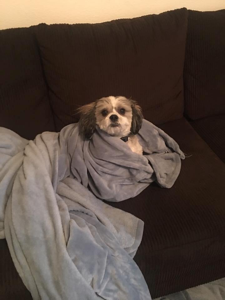 Does not like the rain