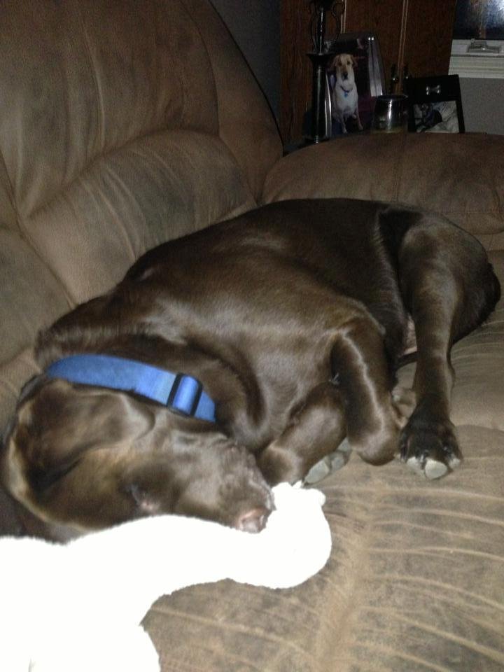 My baby after a full day. The excitement of the holidays poop him out. Hard to believe he ways 130 lbs.