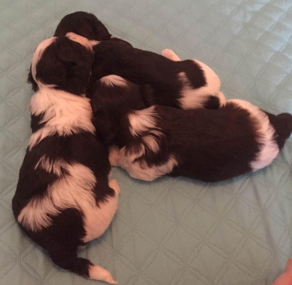 Full bellies...time for a nap