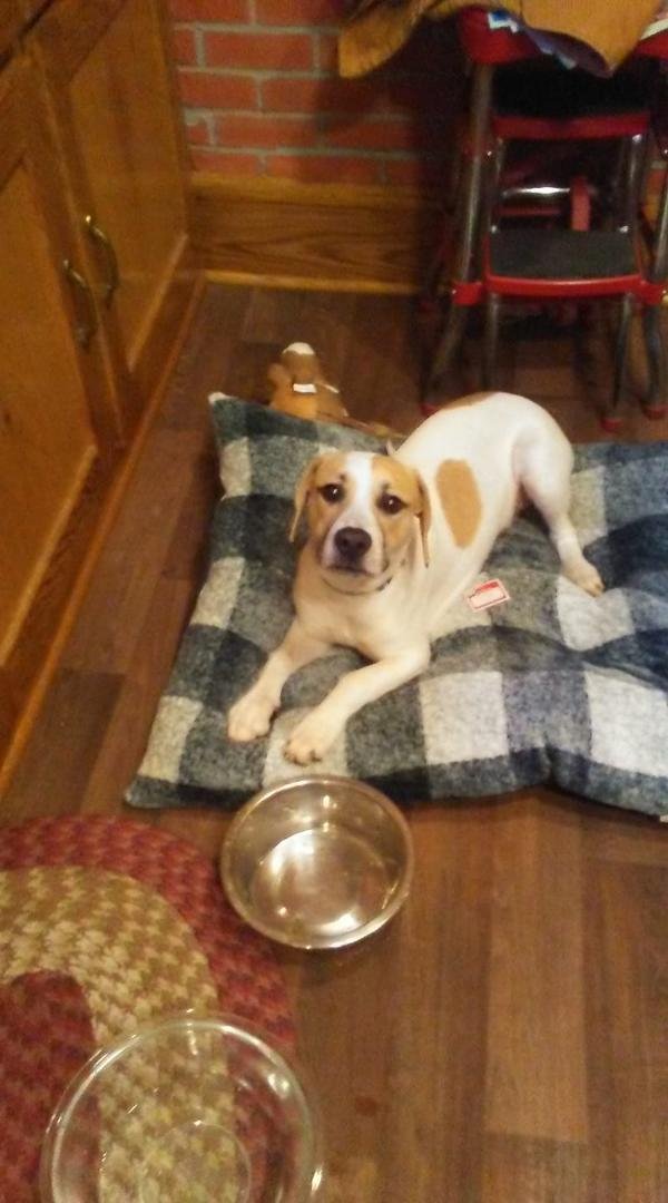 Meet our new dog Duce.