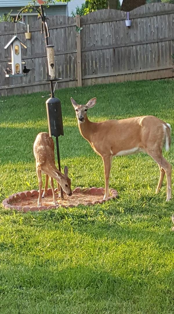 My girls having their dinner.