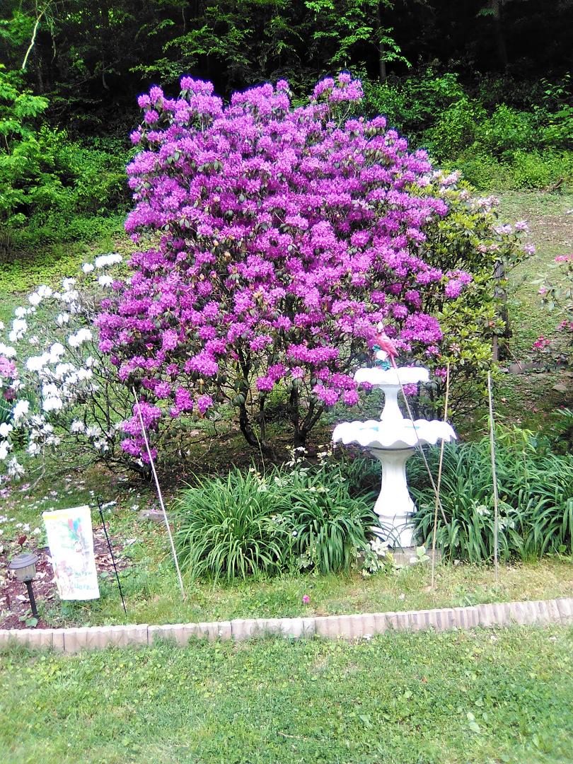 Shelby Mills Beautiful Flowers!!