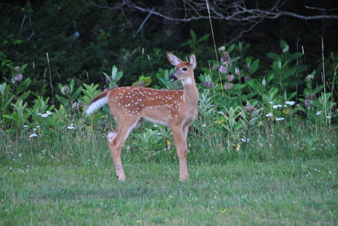 Shenandoah, Virginia
