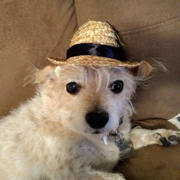 Missing my "Lil' Boy"... Went to Heaven, few months back.