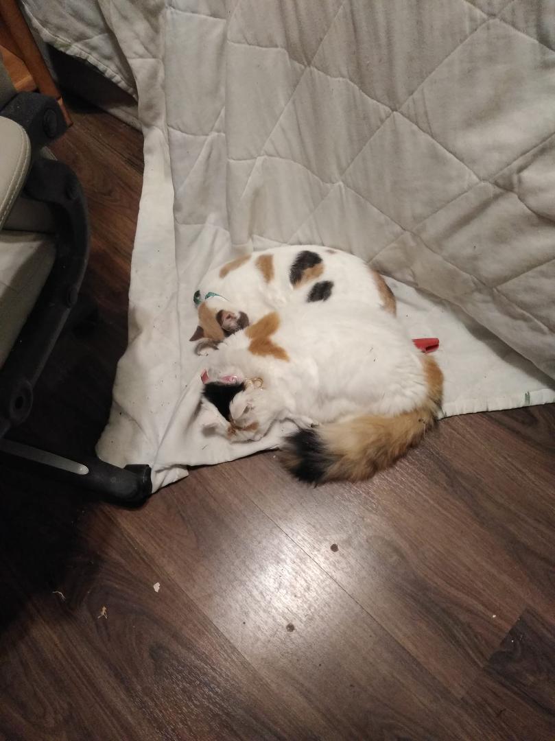 My kittys