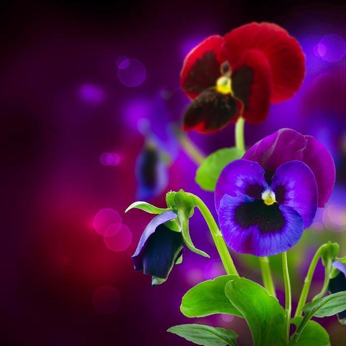 "Pansy over Black" puzzle, from https://puzzledhearts.com/ph?pid=pansy_over_black