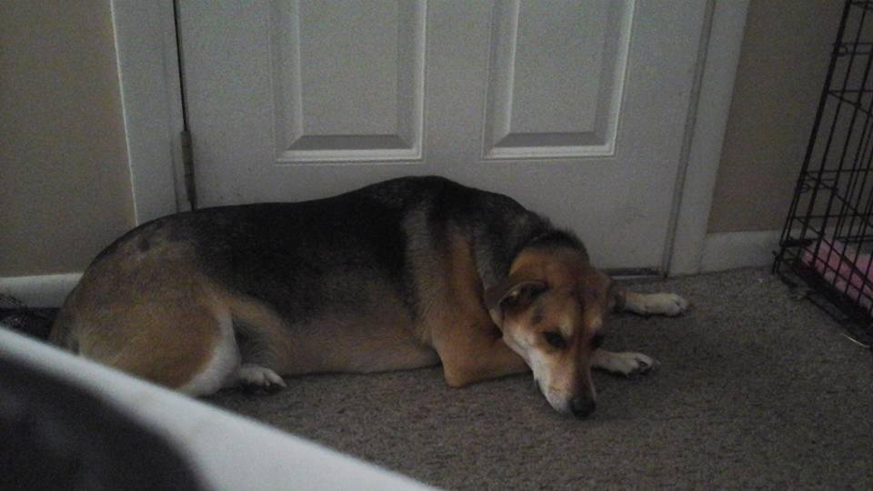 Lucky resting
