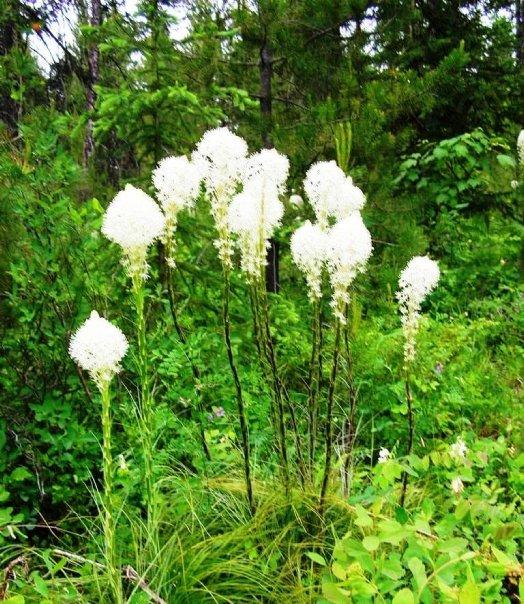 Patsy Crumpacker's album, Glacier National Park - 2009