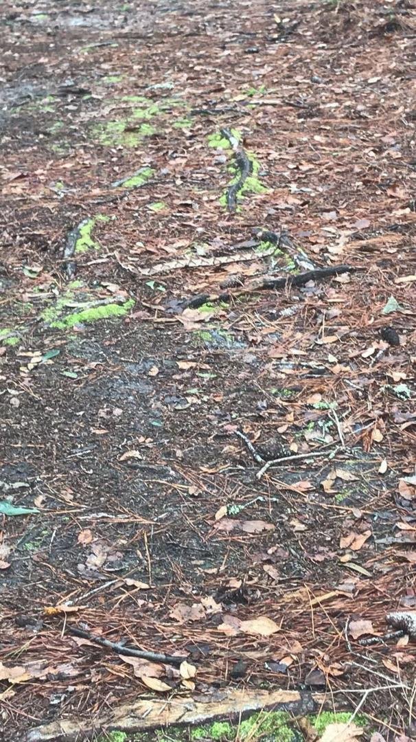 Yesterday we went on a hike through the Conservancy and we left the main trail for this less traveled trail to reach a bridge to our neighborhood. My daughter yells snake so I stop and I'm yelling where and then I see it a