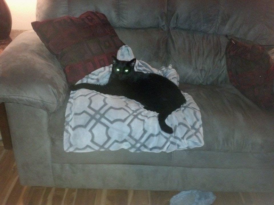 There's our Mommys' kitty!!! She is doing awesome mom, just missing you,  like all of us!!!  Tell Dad and Grandma hi!!  We Luv u bunches!!
