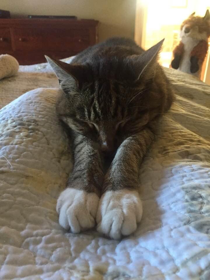 Boots takes a nap