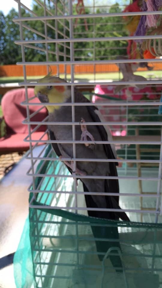 Sad to post, Trudy, my cockatiel, passed in the night.
4-25-08
9-24-19
She was so smart , fairly large vocabulary. Her 3 cat roommates will miss her