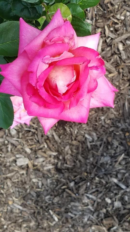 Daniel Wilson's album, Mobile Uploads