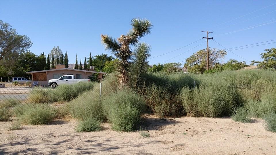 Joshua Tree with more green wild plants making it a place for desert heat to let birds, rabbits, grown hogs to take refuge under.