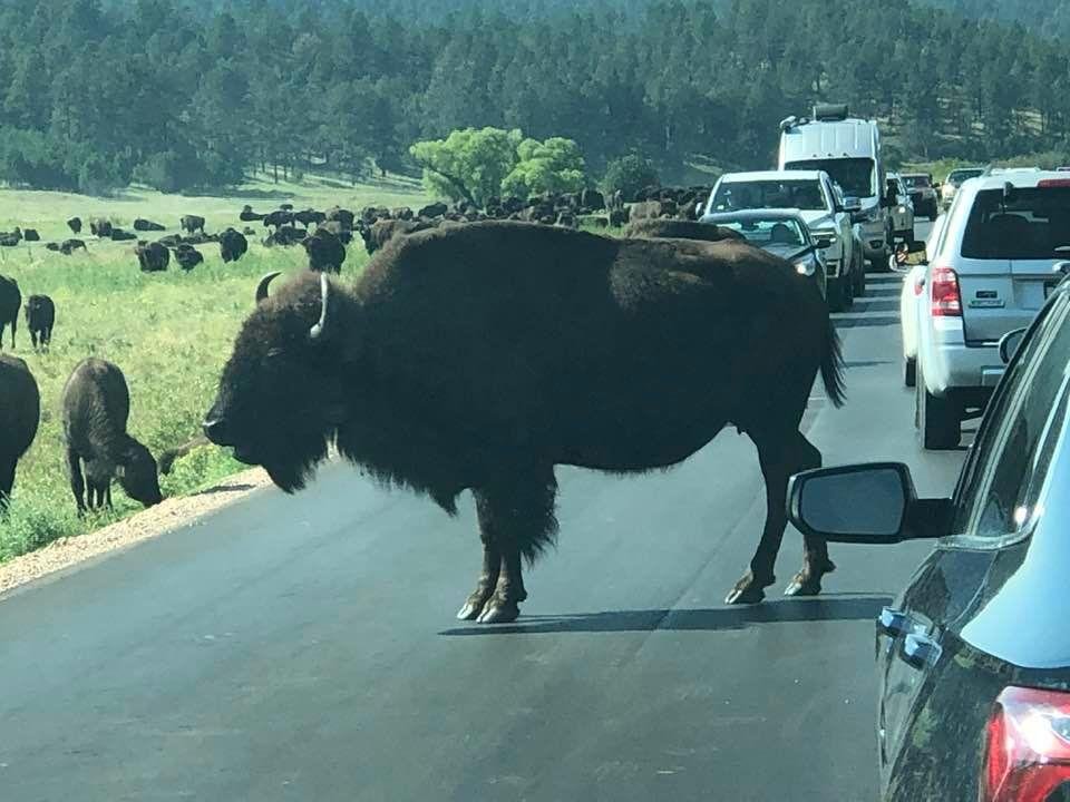 Another traffic jam at Custer State Park. Mt. Rushmore rush hour can be very challenging.