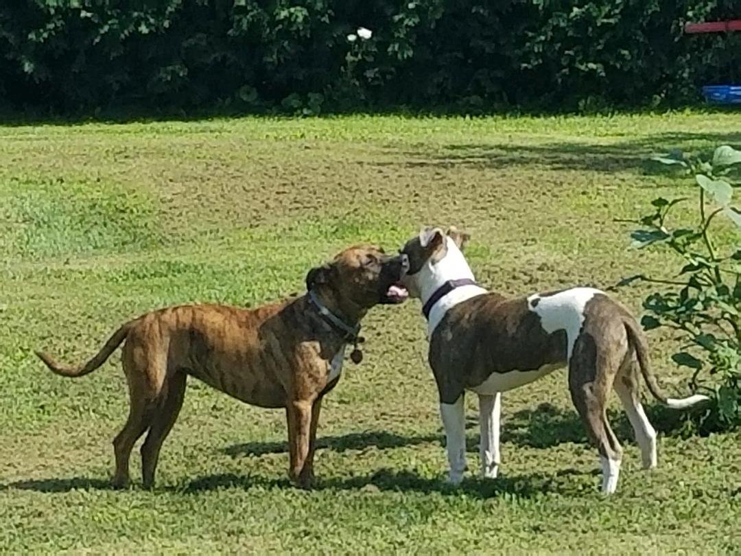The two girls, Mila and Suzy playing tug on a Busy Bone