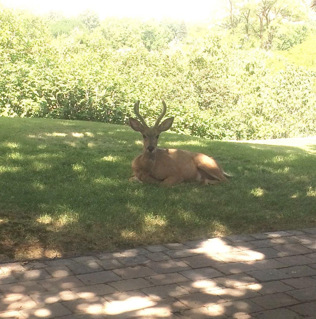 Another backyard friend