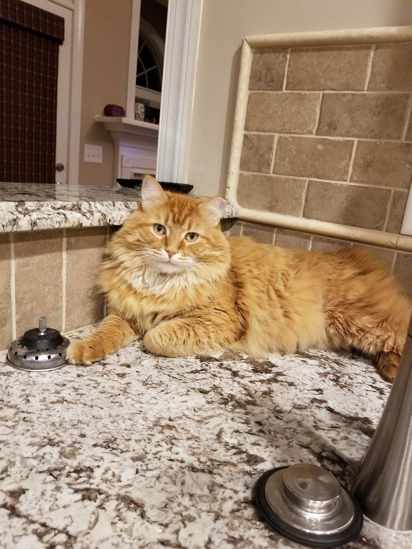 McCarran likes to hang out in the corner behind the sink.