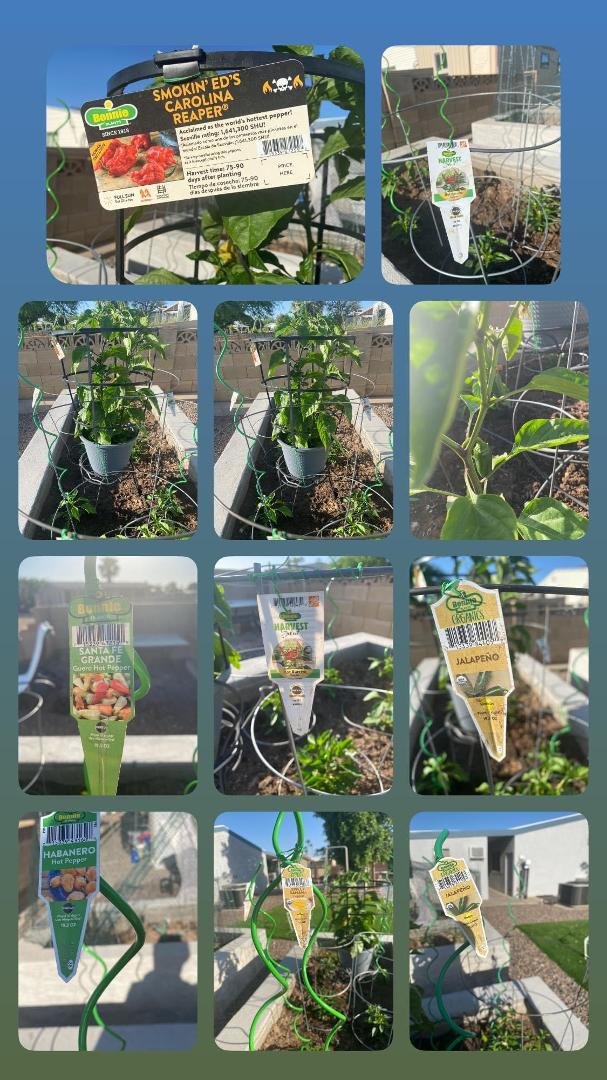My new crops this year. found the Reaper bing looking a for a while
