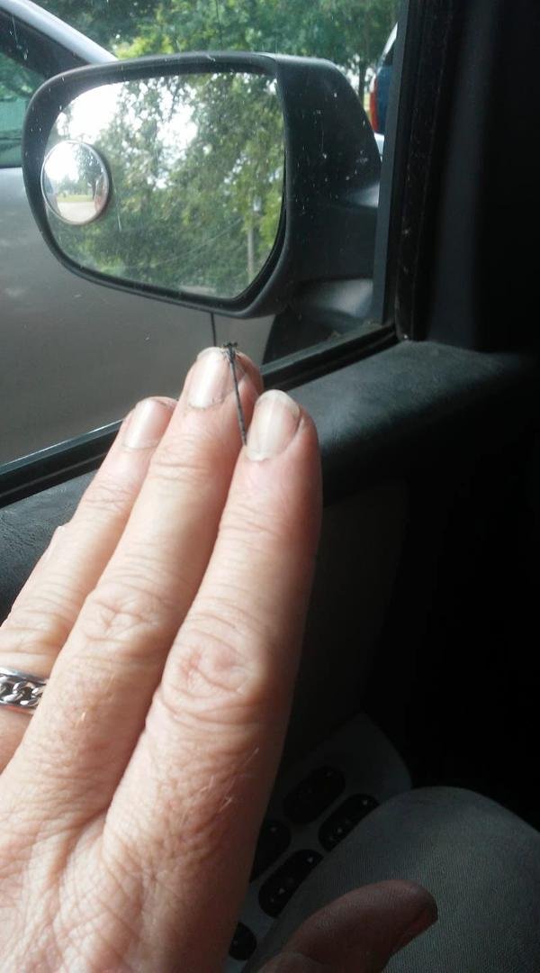 So a dragon fly landing on your hand good luck? Or do they love the sent of hand sanitizer?