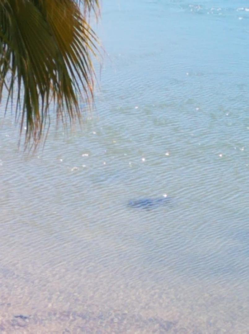 That's one BIG cat fish to see it from our campsite. Wow