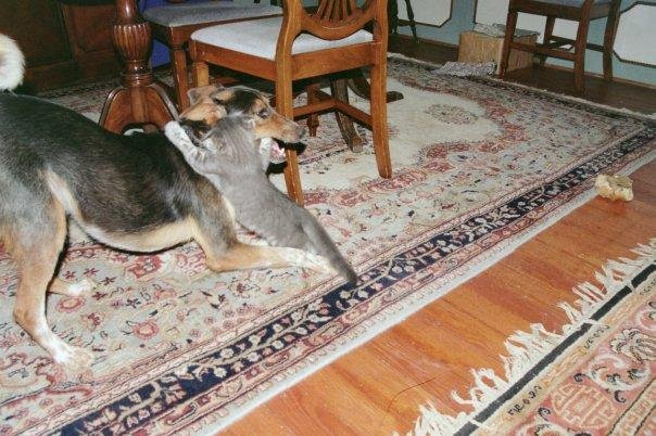 Peachnik and Deuce love to wrestle and chase each other around the house.  Though Deuce is a lot bigger, Peachnik will pick a fight without hesitation.