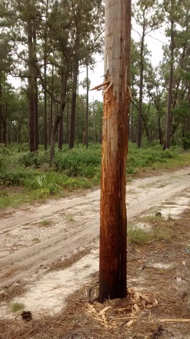 Bears have been working this pole over pretty good!