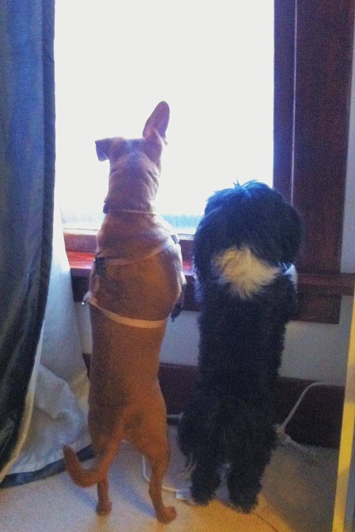 Watchdogs