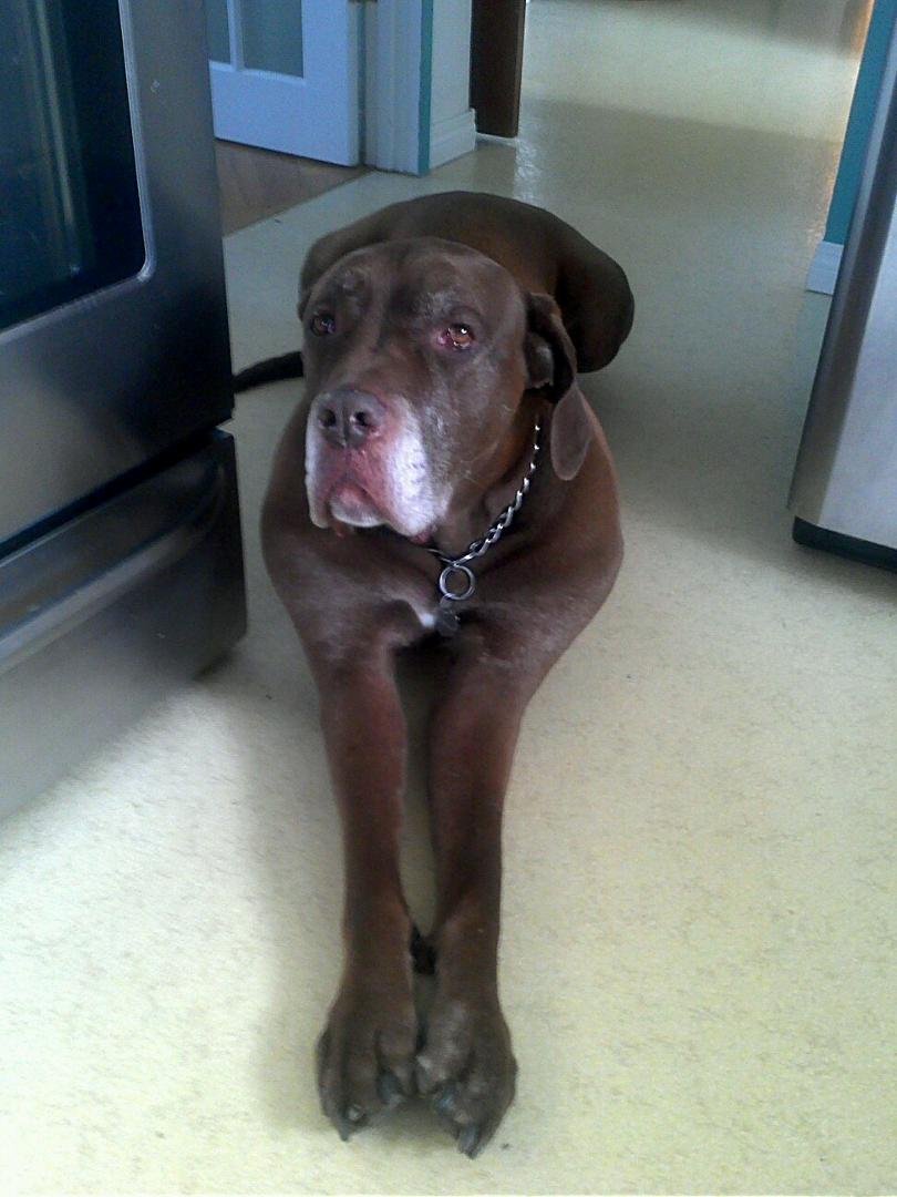 Lincoln... our grandson-dawg.  He's a Roman Cane Corso, but Italian Mastiff is what a lot of people know as the name of his breed.